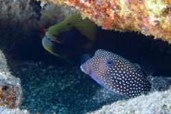 Box Puffer sharing a hole with a moray. Kona, HI by Andy Lerner 